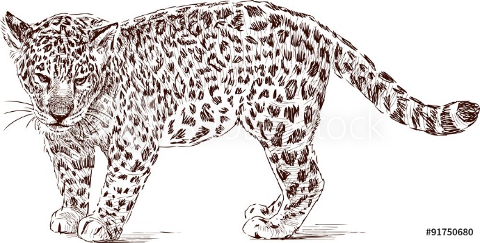 Picture of cub of leopard